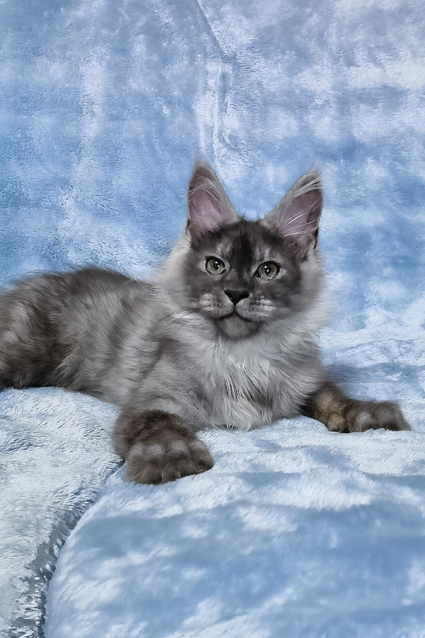 Raven | Maine Coon Kitten