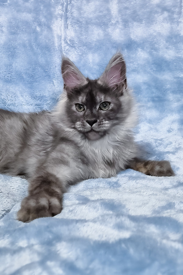 Raven | Maine Coon Kitten