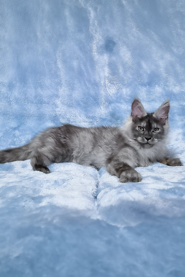 Raven | Maine Coon Kitten