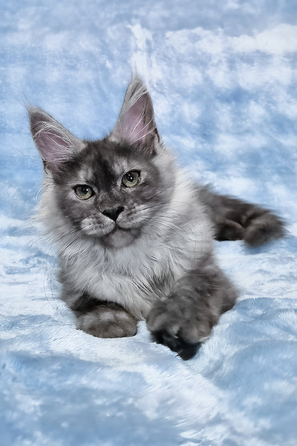 Raven | Maine Coon Kitten