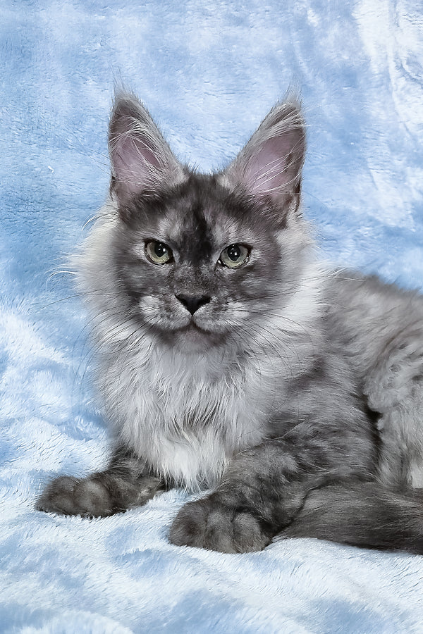 Raven | Maine Coon Kitten