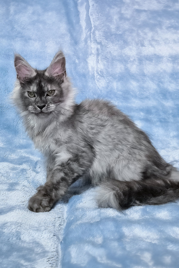 Raven | Maine Coon Kitten