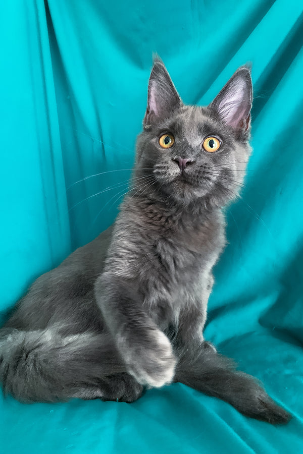 Rayanna | Maine Coon Kitten