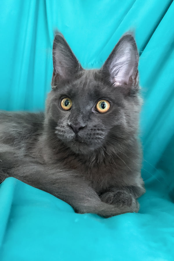 Rayanna | Maine Coon Kitten