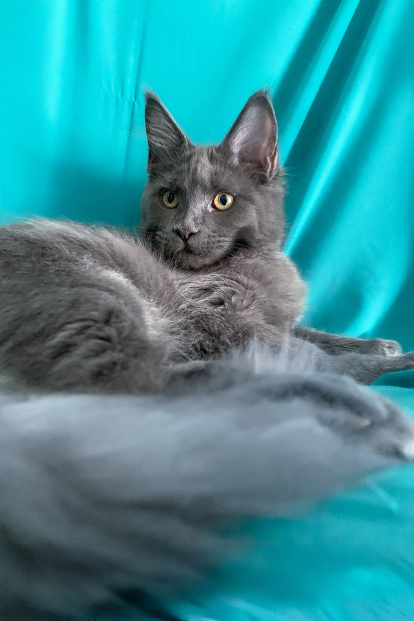 Rayanna | Maine Coon Kitten