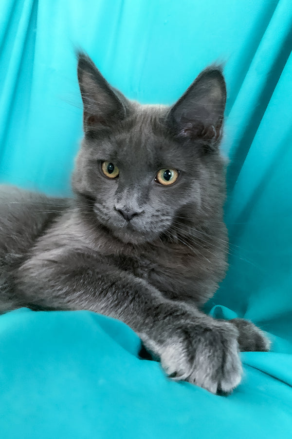 Rayanna | Maine Coon Kitten