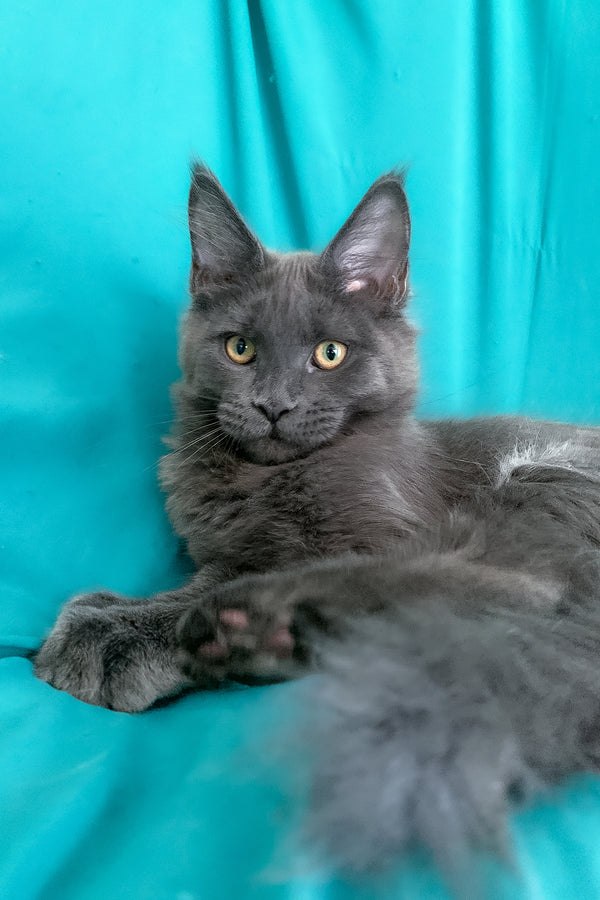 Rayanna | Maine Coon Kitten