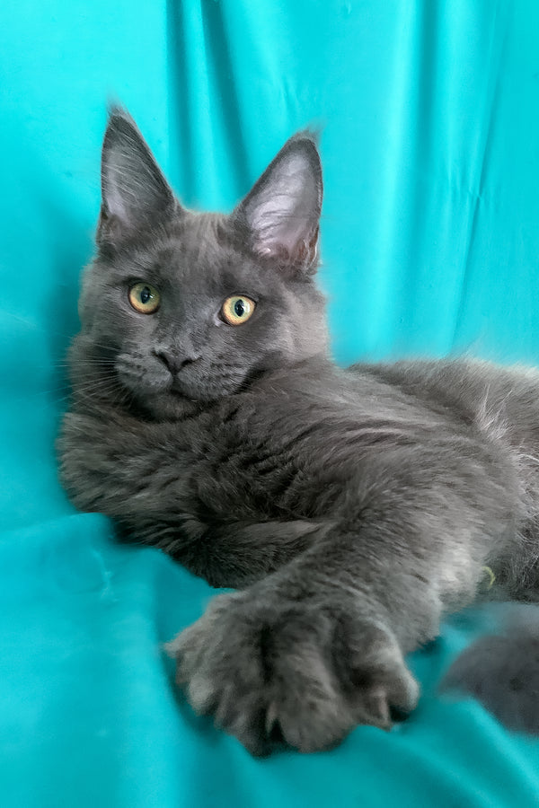 Rayanna | Maine Coon Kitten