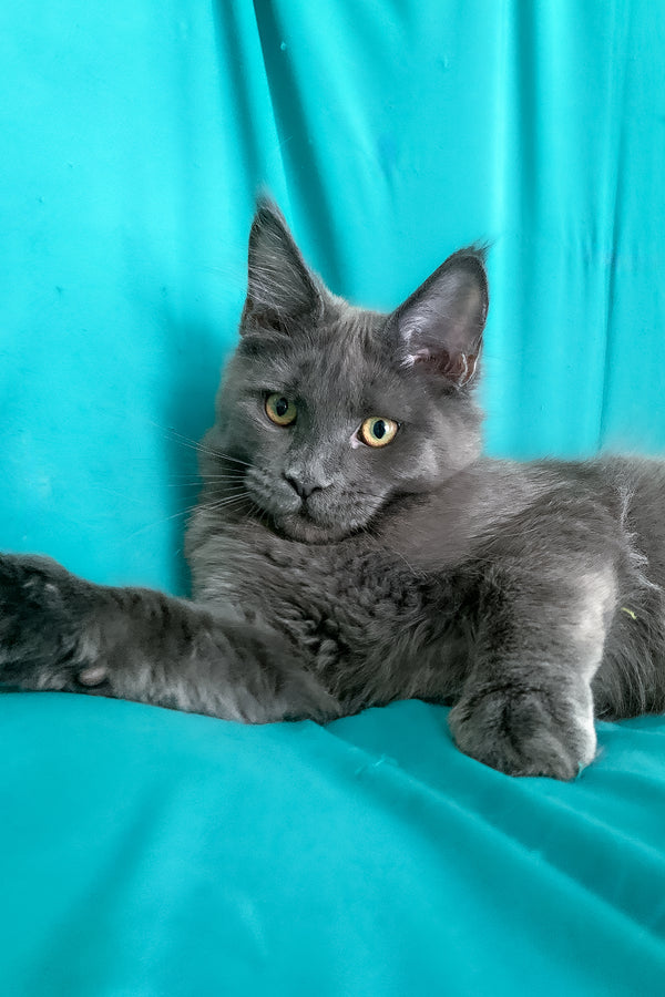 Rayanna | Maine Coon Kitten