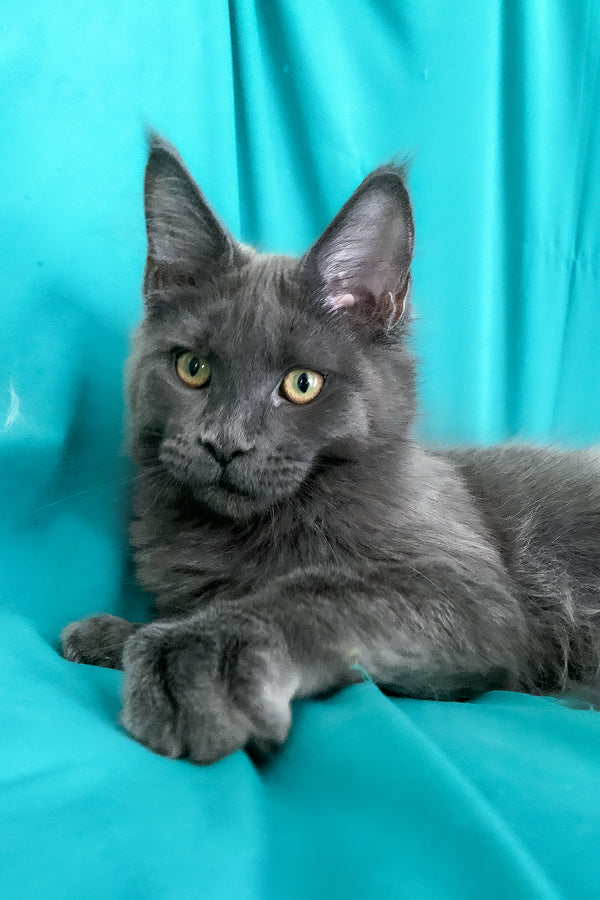 Rayanna | Maine Coon Kitten