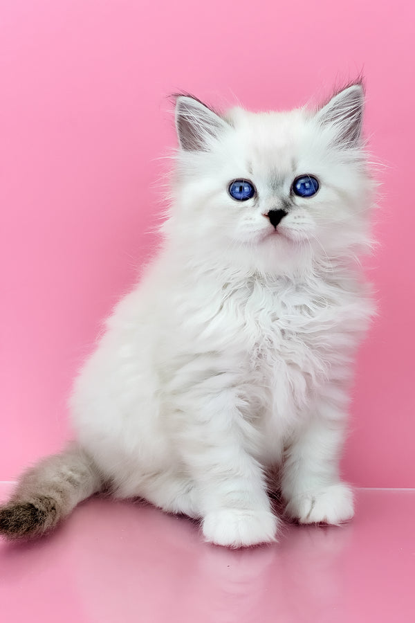 Regina | Siberian Kitten