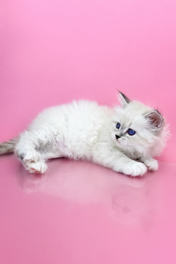 Regina | Siberian Kitten