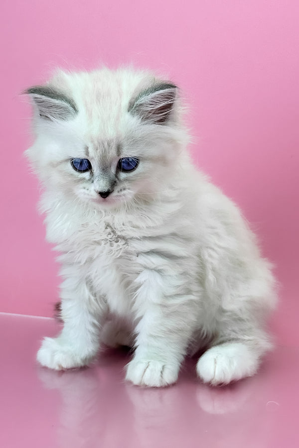 Regina | Siberian Kitten