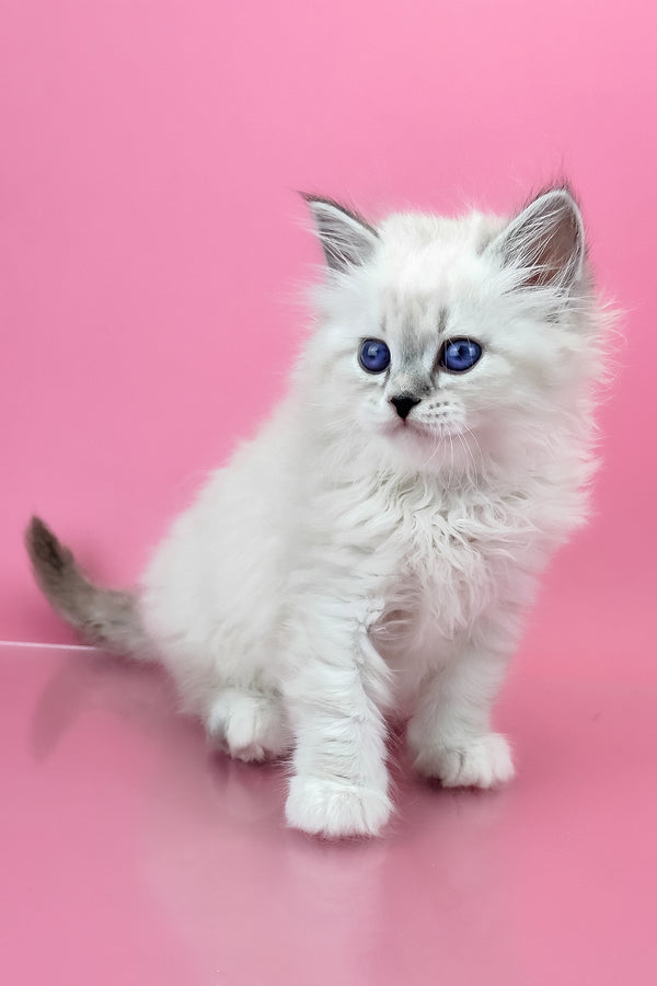 Regina | Siberian Kitten