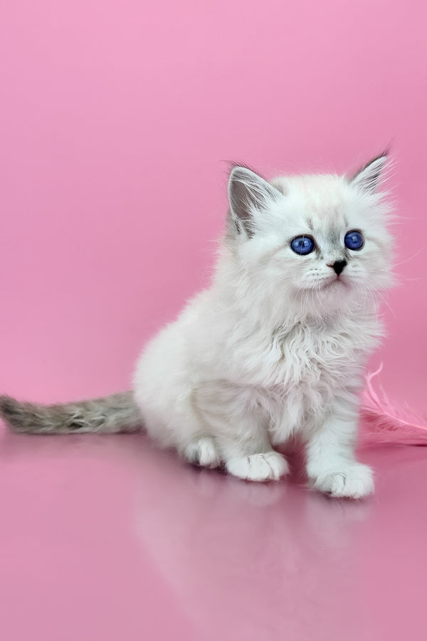 Regina | Siberian Kitten