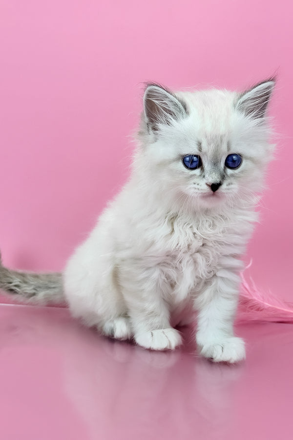 Regina | Siberian Kitten