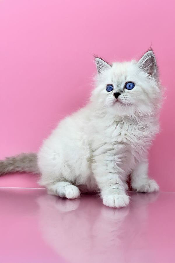 Regina | Siberian Kitten