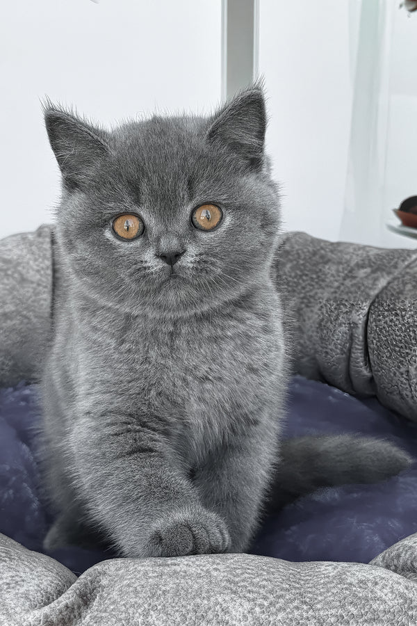 Regina | British Shorthair Kitten