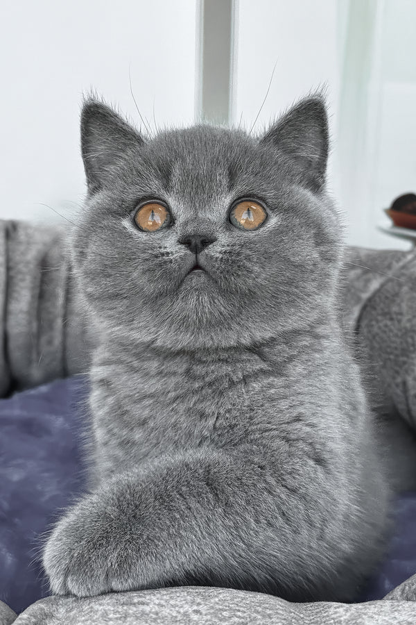 Regina | British Shorthair Kitten