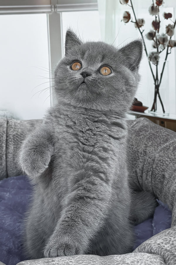 Regina | British Shorthair Kitten