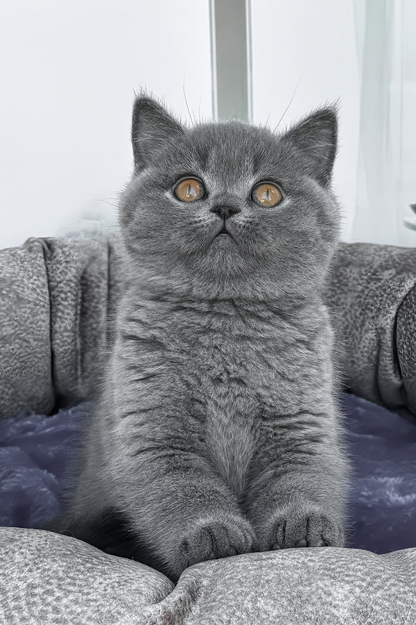 Regina | British Shorthair Kitten