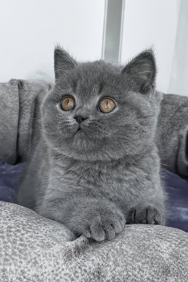 Regina | British Shorthair Kitten