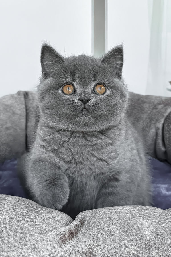 Regina | British Shorthair Kitten