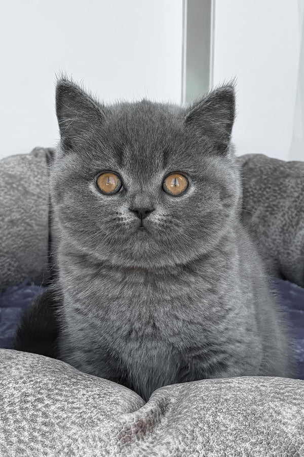 Regina | British Shorthair Kitten