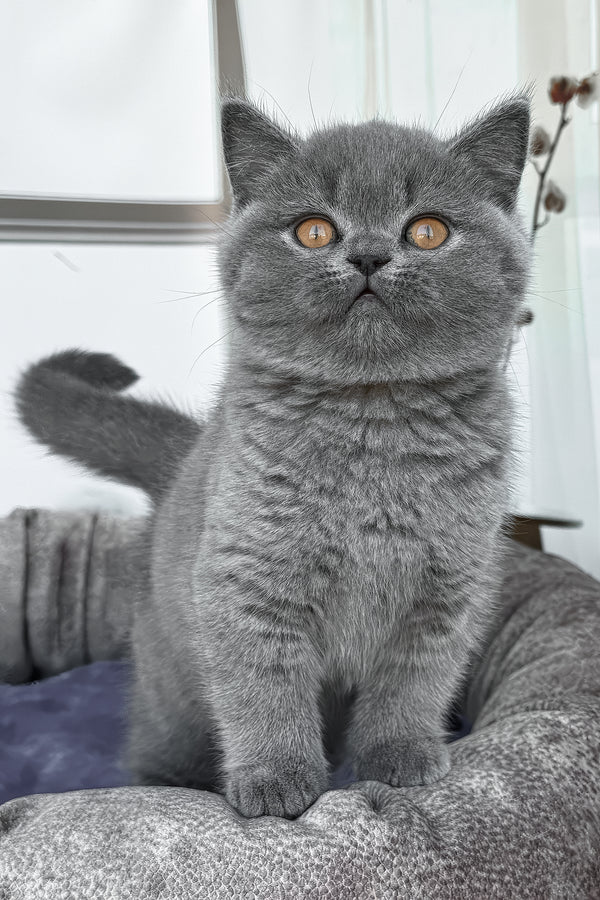 Regina | British Shorthair Kitten