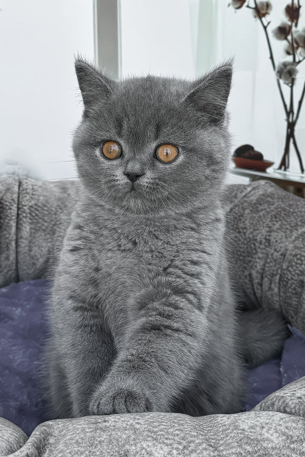 Regina | British Shorthair Kitten