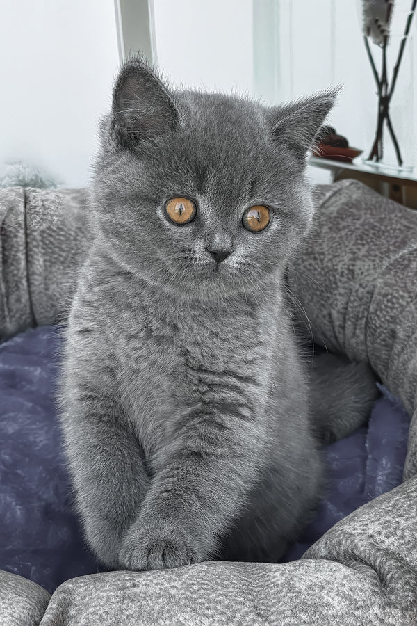 Regina | British Shorthair Kitten
