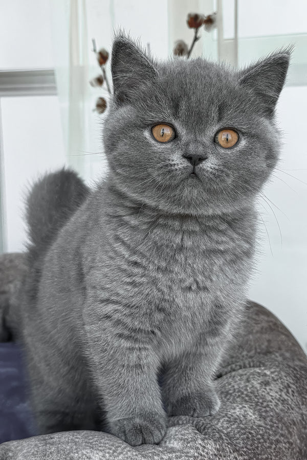 Regina | British Shorthair Kitten