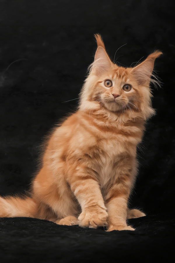 Riana | Maine Coon Kitten