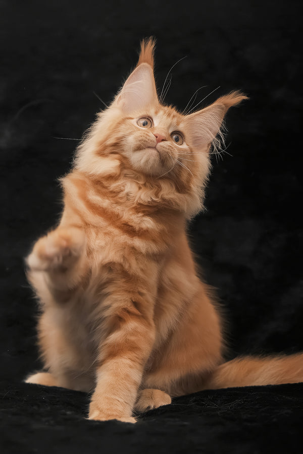 Riana | Maine Coon Kitten