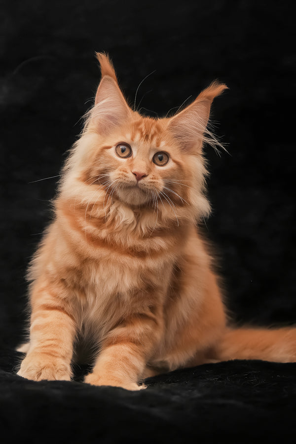 Riana | Maine Coon Kitten