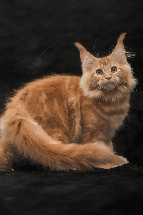 Riana | Maine Coon Kitten