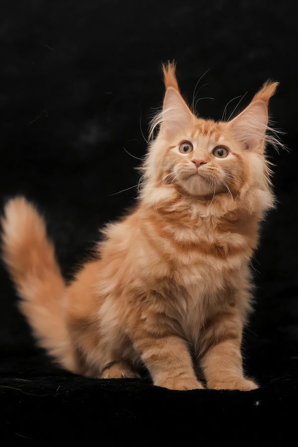 Riana | Maine Coon Kitten