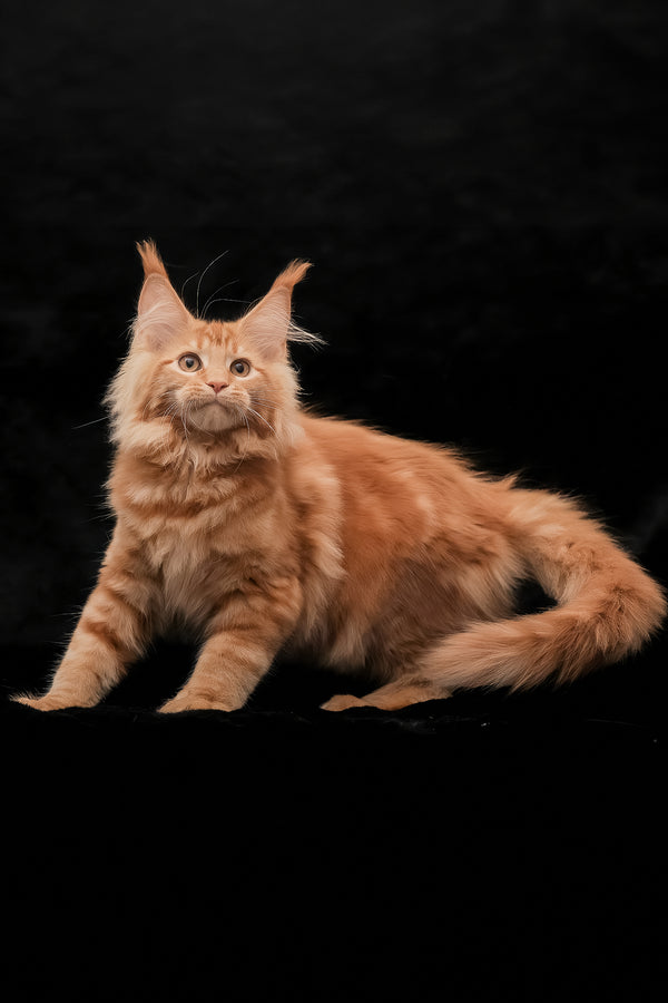 Riana | Maine Coon Kitten