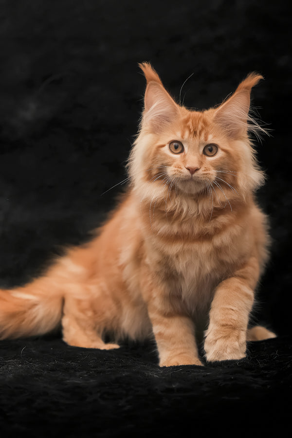 Riana | Maine Coon Kitten