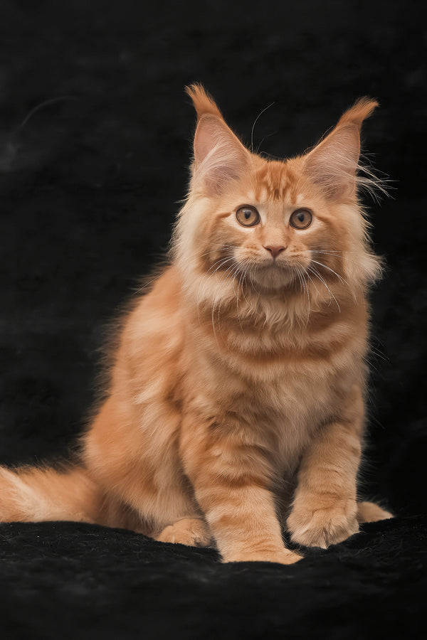 Riana | Maine Coon Kitten