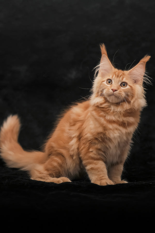Riana | Maine Coon Kitten