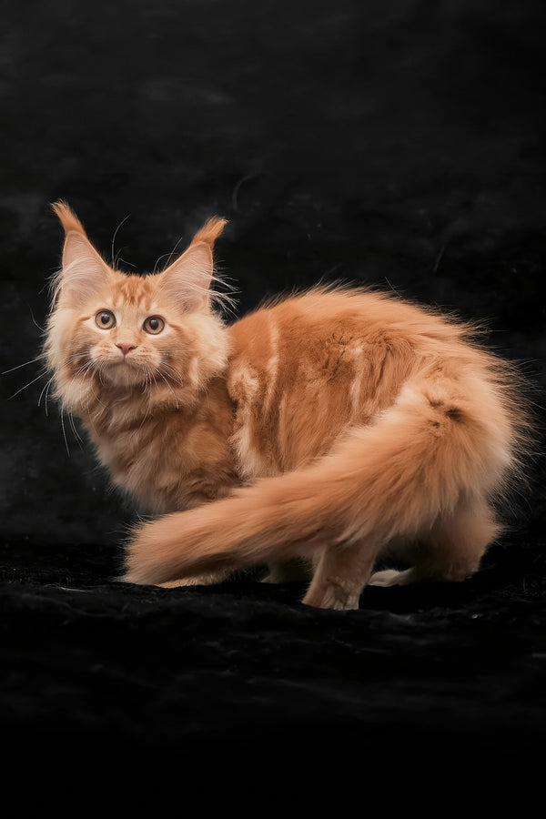 Riana | Maine Coon Kitten