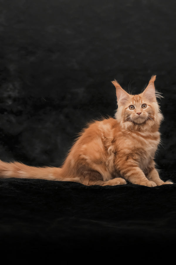 Riana | Maine Coon Kitten