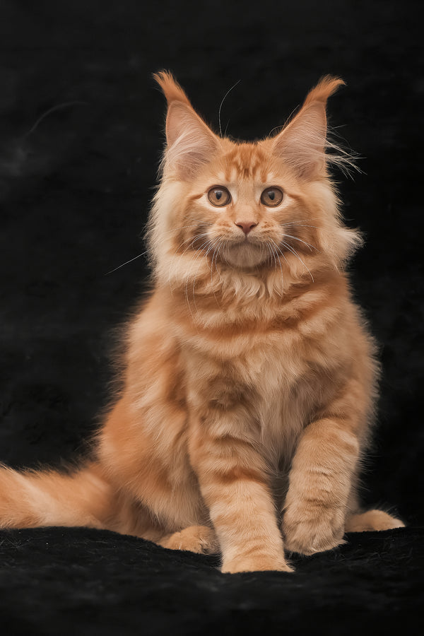 Riana | Maine Coon Kitten