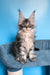 Riana | Maine Coon Kitten