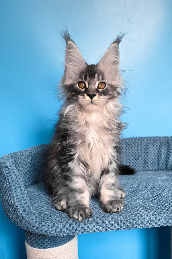 Riana | Maine Coon Kitten