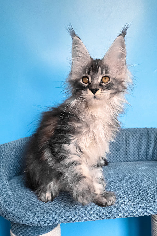 Riana | Maine Coon Kitten