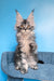 Riana | Maine Coon Kitten