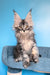 Riana | Maine Coon Kitten