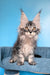 Riana | Maine Coon Kitten